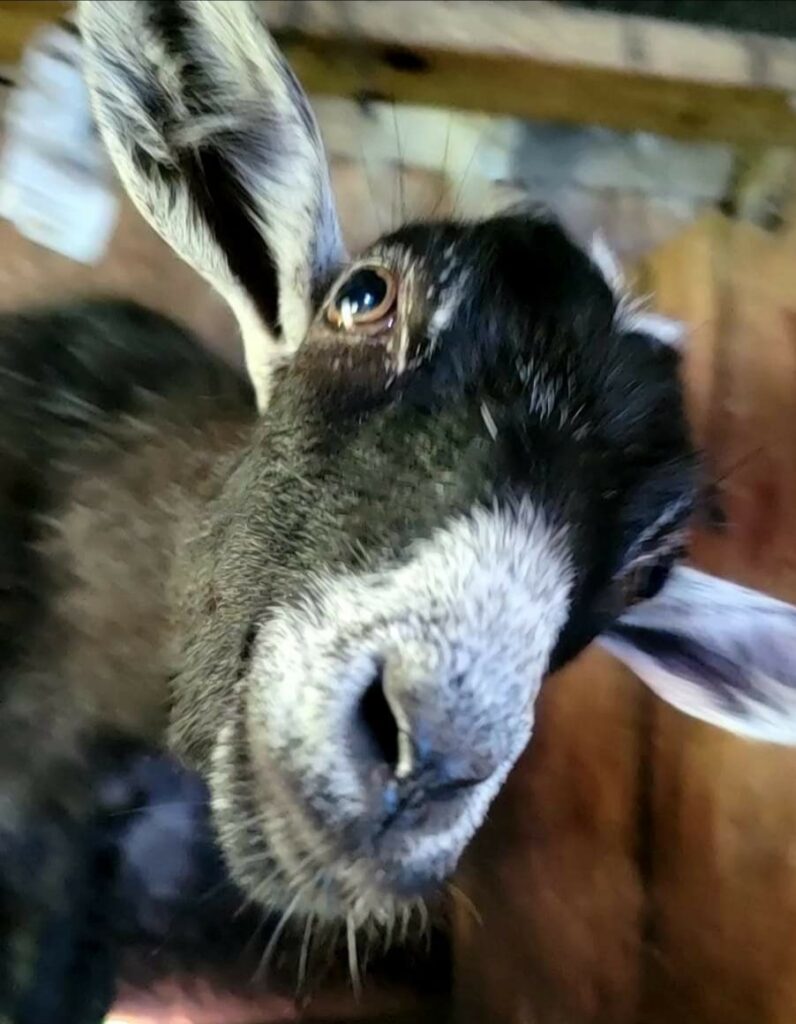 Clarise Goat