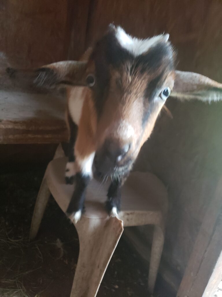 rosemary goat