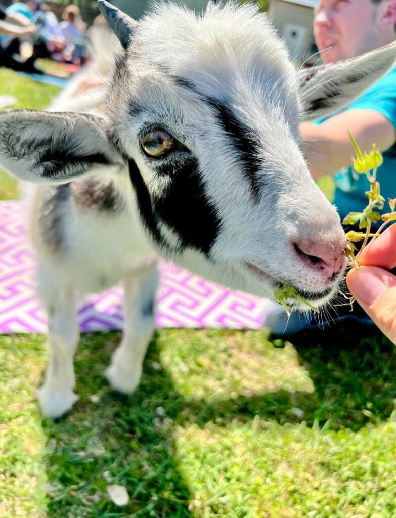 baby goat