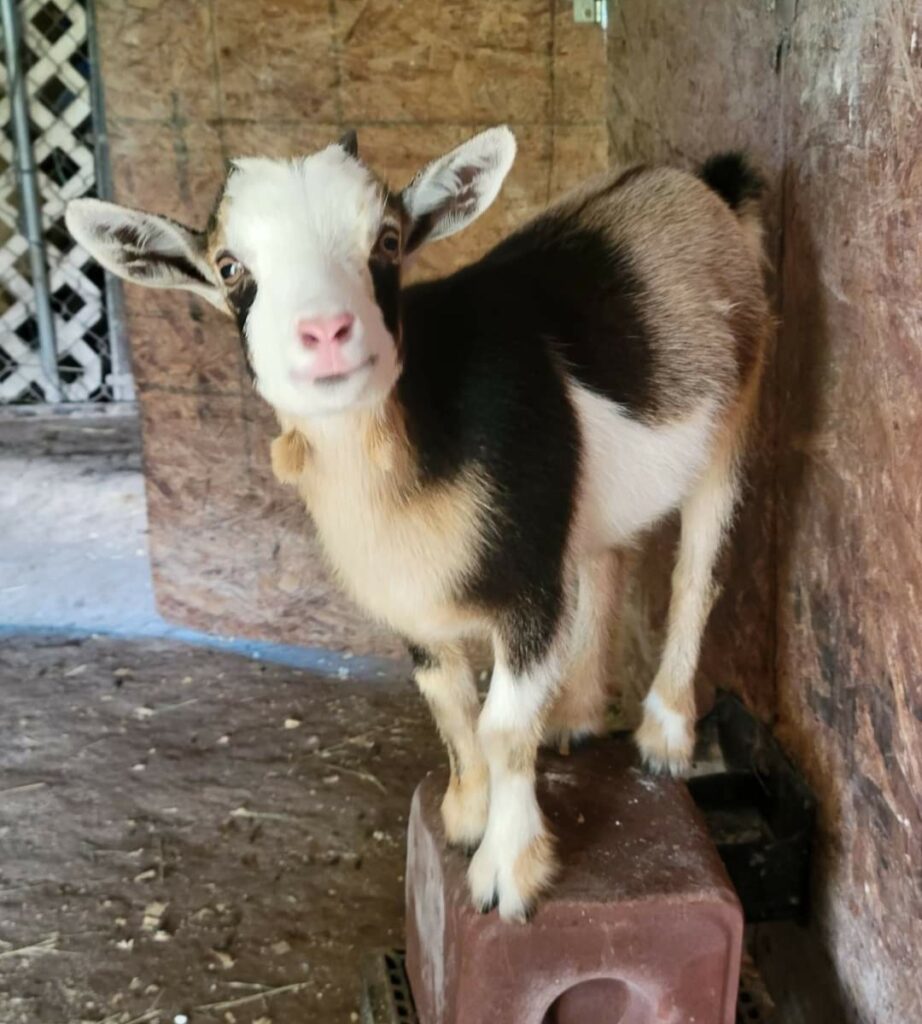 Tiny Goat