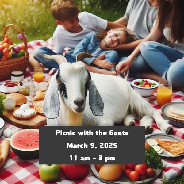 Picnic with the Goats