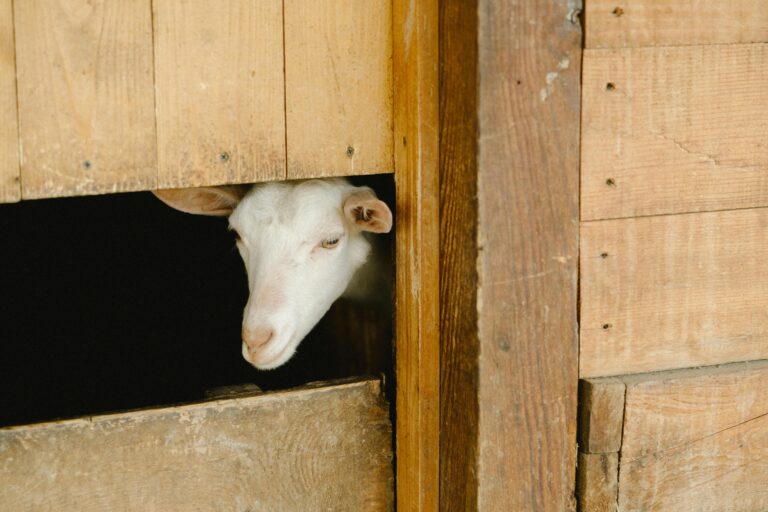 Goat in Barn