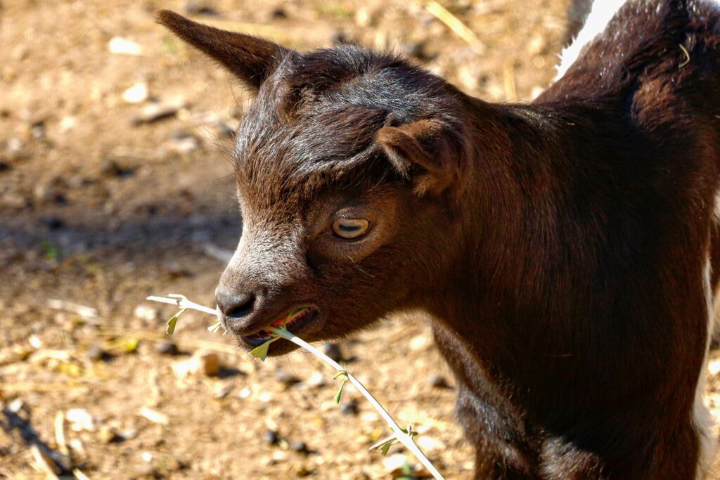 Goat eating