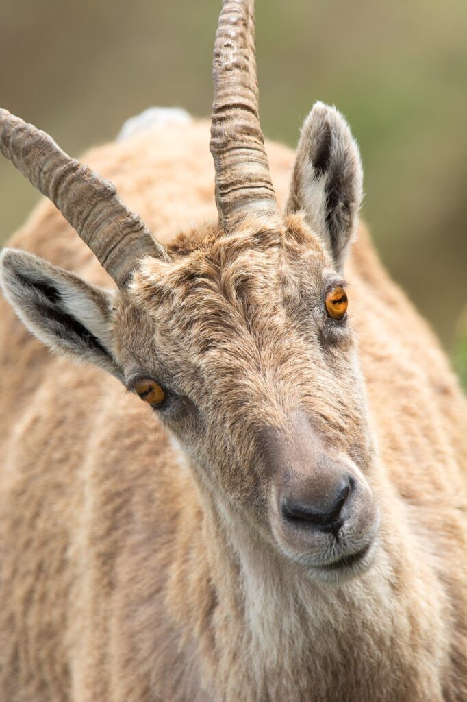 goat, head, horns, goat horns, goat head, livestock, mammal, ruminant, animal, animal world, portrait, mountains, wild animal, nature, goat, goat, goat, goat, goat