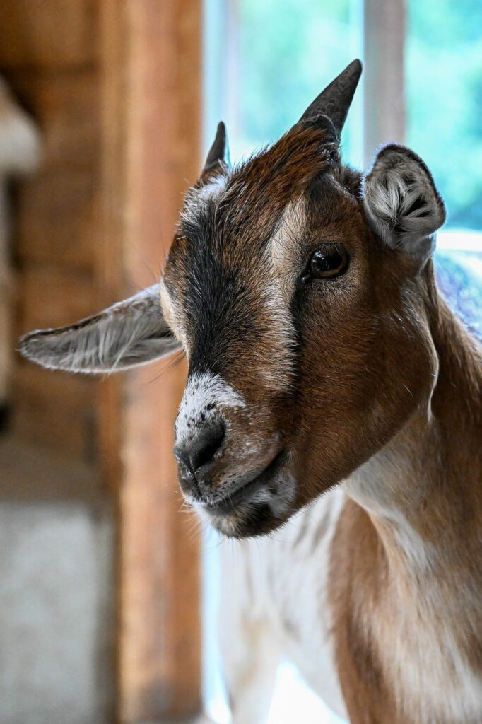 goat, nature, animal, mammal, horns, cattle
