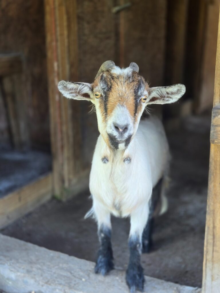 BonBon goat