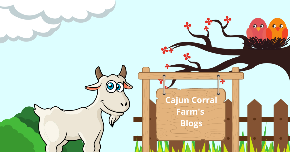 Cajun Corral Farm's Blogs